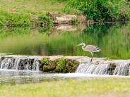 Salado Creek