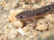 Salado Salamander