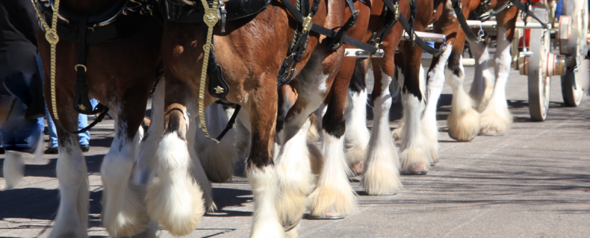 Multiple Clydesdale horses feet walking on a street 