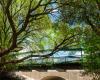 Picture of Green Walking Bridge on Main Street